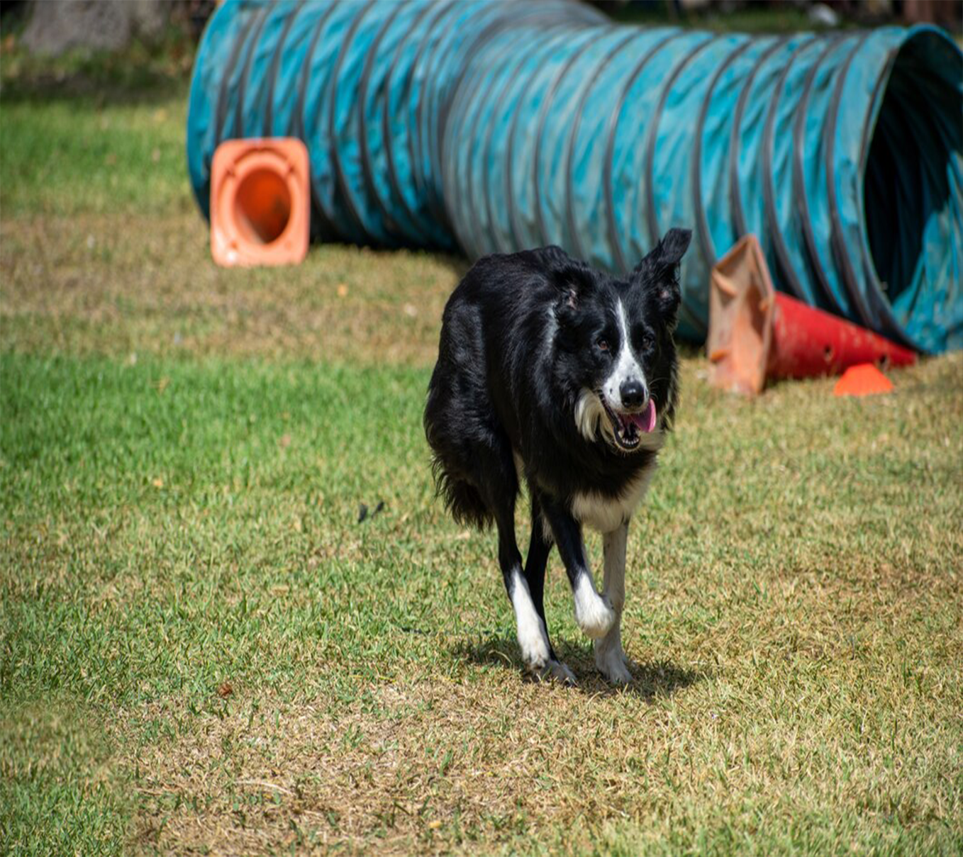 Educateur canin Indre et Loire