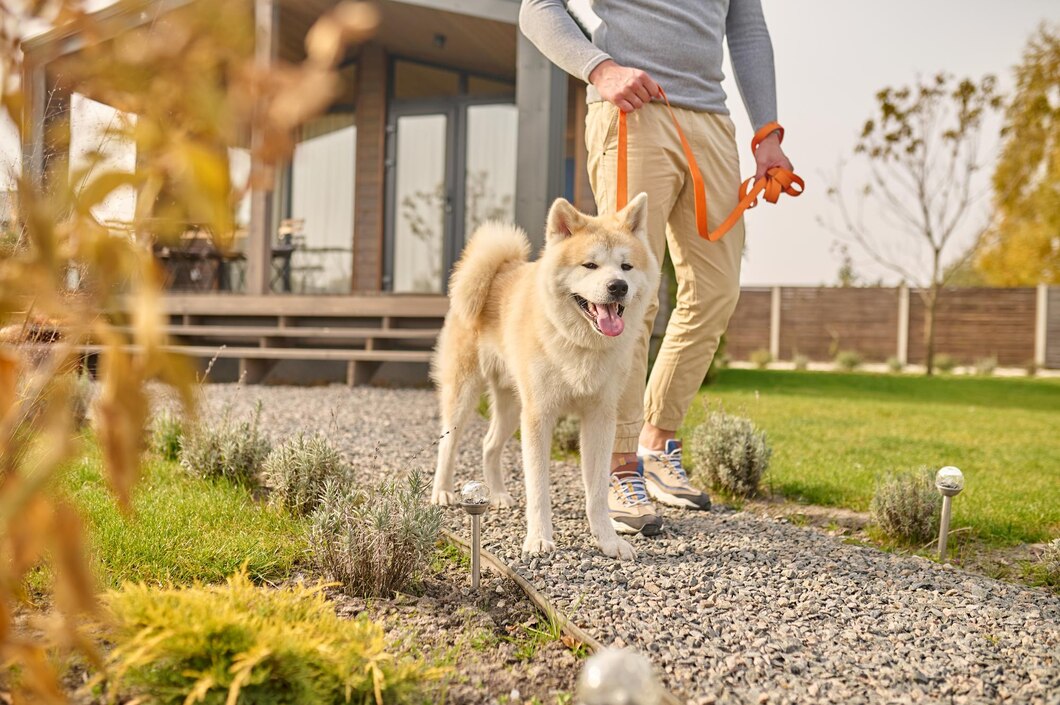 Educateur canin Indre et Loire