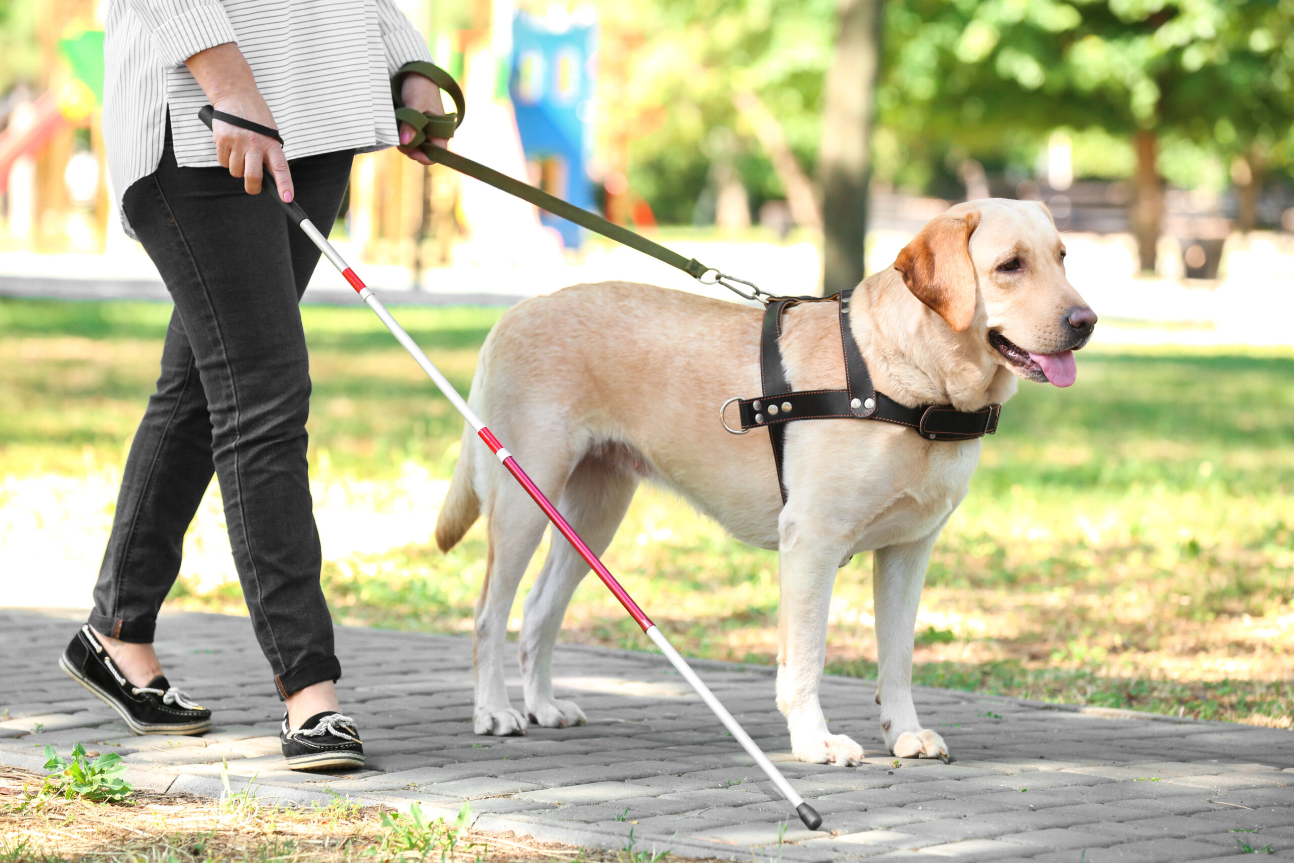 Educateur canin Indre et Loire