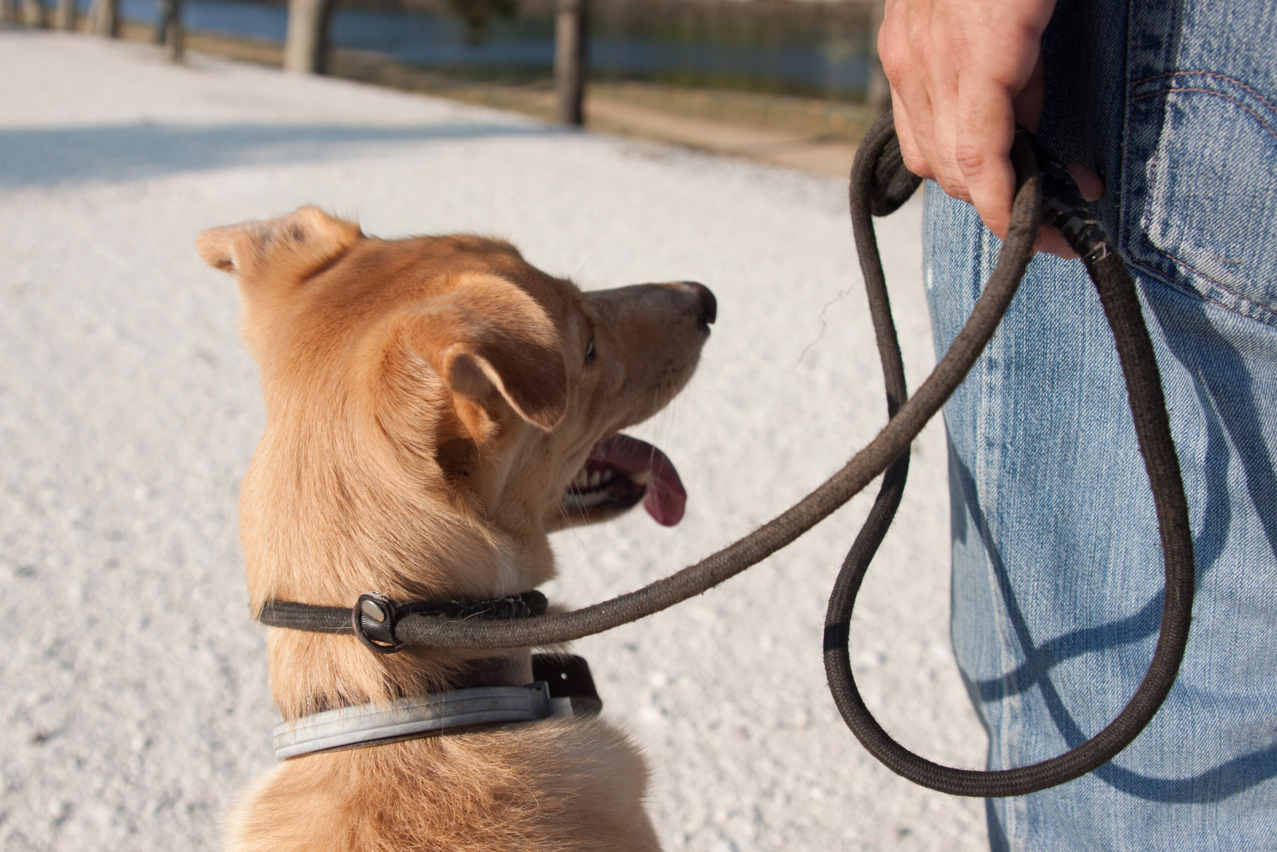 Educateur canin Indre et Loire